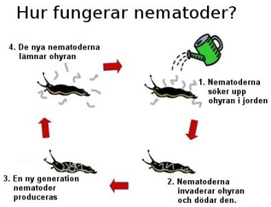 Nemaslug